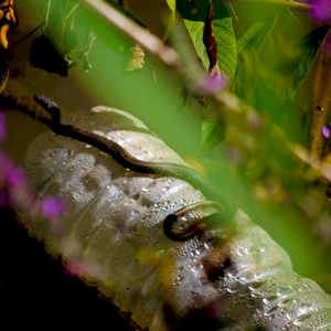 Un serpent se promène sur une bouteille en plastique dans la nature - France  - collection de photos clin d'oeil, catégorie animaux